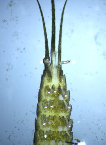 Petrobius sp.
